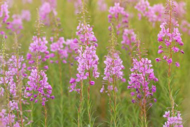 Çiçekler, ateş otları ya da güneş ışığı alan çayırlarda yetişen İvan Çayı. Lezzetli ve sağlıklı doğal bitkiler. Yumuşak seçici odak.