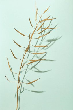 Açık arkaplanda ya da ekran koruyucuda bulunan kuru otlar. Asgari doğa kavramı.