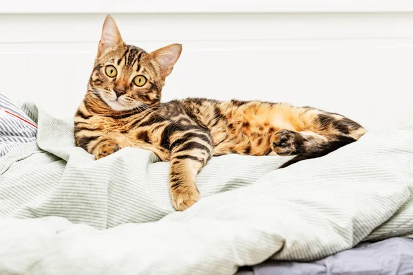 집에서 침대에 아름다운 머리의 고양이 침실에 고양이 — 스톡 사진