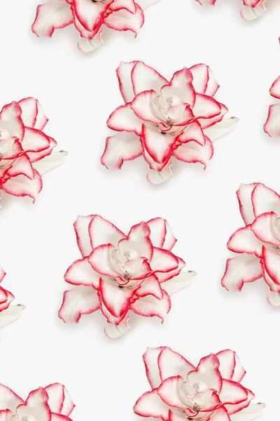 牡丹ユリの繊細な花を咲かせ 赤い枠を持つ白いユリの花を咲かせます 花飾り — ストック写真