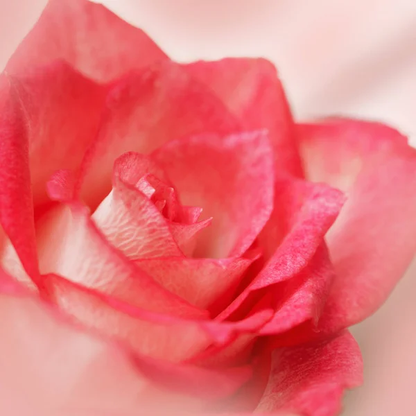 バレンタインデーのグリーティングカードのためにピンクの赤いバラの花が閉じます 自然の花の背景 マクロ写真 柔らかい選択的フォーカス — ストック写真