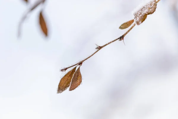 葉と冷凍枝 穏やかな自然の冬の背景 晴れた冬の日 自然の制限された美しさ トレンドの色 選択的焦点 — ストック写真