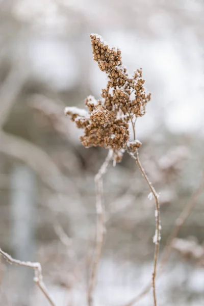 Gefrorene Pflanzen Ruhige Natürliche Winter Hintergrund Sonniger Wintertag Zurückhaltende Schönheit — Stockfoto