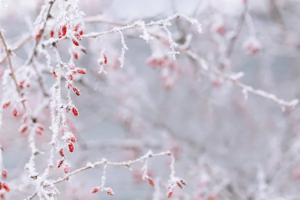 얼어붙은 바베리 자연의 겨울날 자연의아름다움 유행의 회복되었습니다 선택적 — 스톡 사진