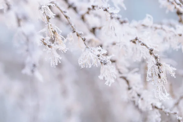 美しい冬のモミの植物 霜の日に冷凍針 自然環境だ 植物の自然な背景 選択的焦点 — ストック写真