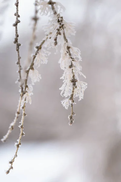 美しい冬のモミの植物 霜の日に冷凍針 自然環境だ 植物の自然な背景 選択的焦点 — ストック写真