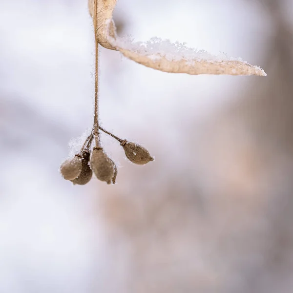 冷凍植物 穏やかな自然の冬の背景 晴れた冬の日 自然の制限された美しさ トレンドの色 選択的焦点 — ストック写真