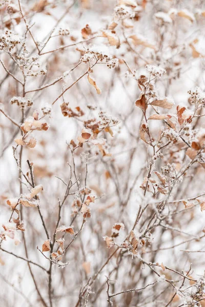 美しい冬の植物 霜の日に凍結した草 自然環境だ 植物の自然な背景 選択的焦点 — ストック写真