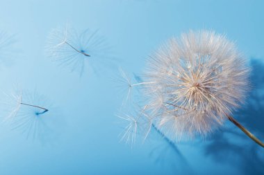 Mavi arka planda beyaz tüylü karahindiba. Parlak, güneşli bir çiçek ve sinek çekirdekleri. Doğadaki güzellik makro fotoğraf.