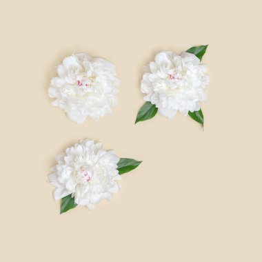 Açık bej arka planda yeşil yapraklı beyaz şakayık çiçekleri. Taze çiçek açan şakayıkların yerleşimi, yaz çiçekleri konsepti. Üst görünüm.