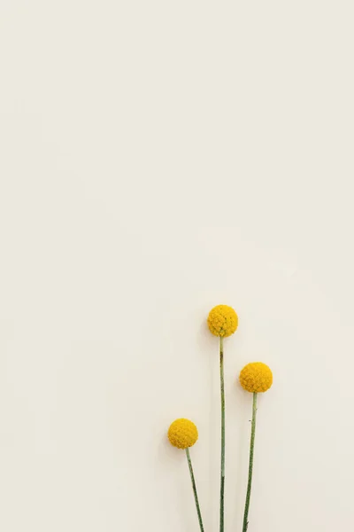 ベージュのフォンに新鮮な黄色の丸いビリーボールの花を持つ最小限の花の背景 ニュートラルな色とコピースペースと審美的なイメージ — ストック写真