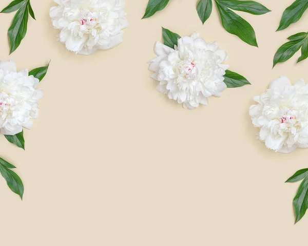 Keret Fehér Bazsarózsa Virágok Zöld Levelek Világos Bézs Romantikus Ünnep — Stock Fotó