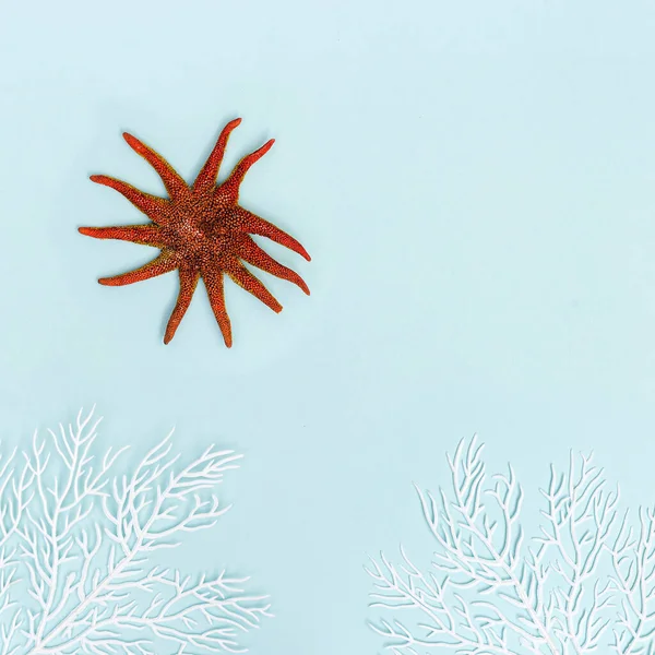 Fundo Verão Com Seastar Vermelho Coral Branco Azul Pastel Conceito — Fotografia de Stock