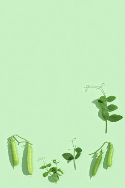 Yeşil zemin üzerinde bezelye yaprakları olan yeşil bezelye kabukları. Organik sağlıklı yiyecekler. Tek renkli resim, boşluğu kopyala.