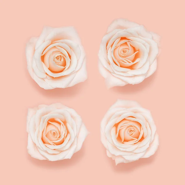 Lapos Feküdt Virágos Minta Rózsaszín Fehér Rózsa Virágok Pasztell Színű — Stock Fotó