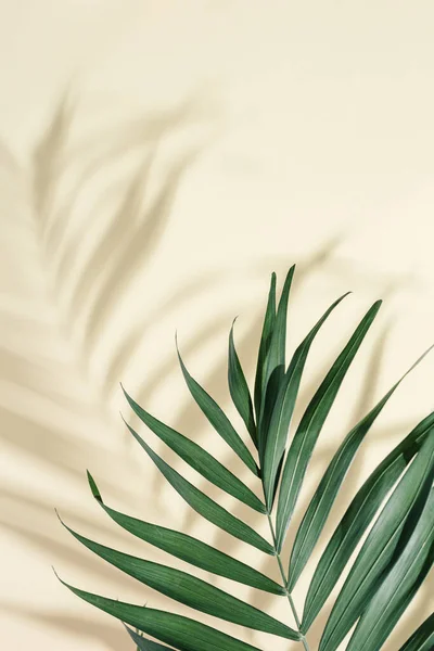 Natural Green Palm Leaf Sun Shade Light Yellow Background Copy — Stock Photo, Image