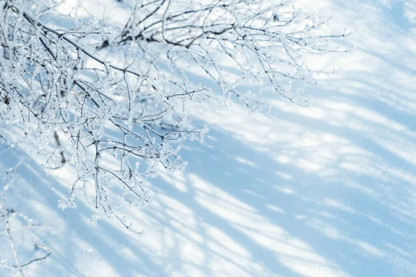 晴れた冬の日に太陽からの美しい影を持つ木の枝に輝く雪 霧に覆われた霜 コピースペースからの自然な背景 — ストック写真