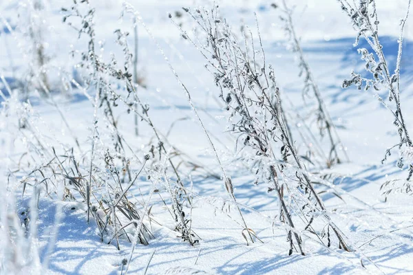 Suche Kwiaty Łąki Trawa Pokryte Mrozem Polu Zimowym Tło Natury — Zdjęcie stockowe