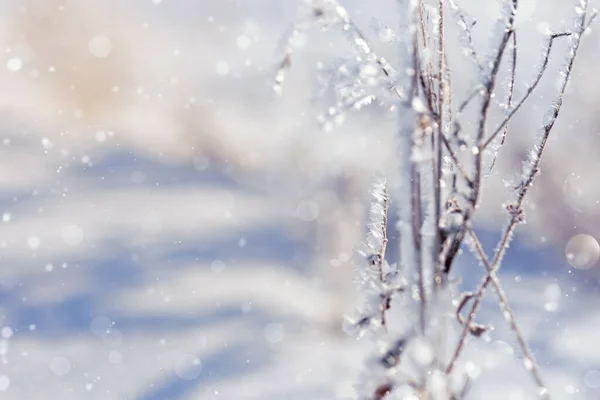 自然の冬の背景として冷凍植物 フィールド上の乾燥した草の上に輝く雪と霜 美しい環境自然 — ストック写真