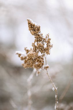 Güzel bir kış bitkisi, donmuş çimenler. Doğal ortam. Mevsimler, ekoloji, botanik, doğal geçmiş. Seçici odak.