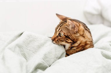 Evdeki yatakta oynayan kısa saçlı güzel bir kedi Bengal evcil hayvan ısırığı battaniyesi. Evcil hayvanlar..