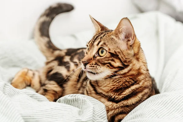 Schöne Kurzhaarige Junge Katze Die Hause Auf Dem Bett Liegt — Stockfoto