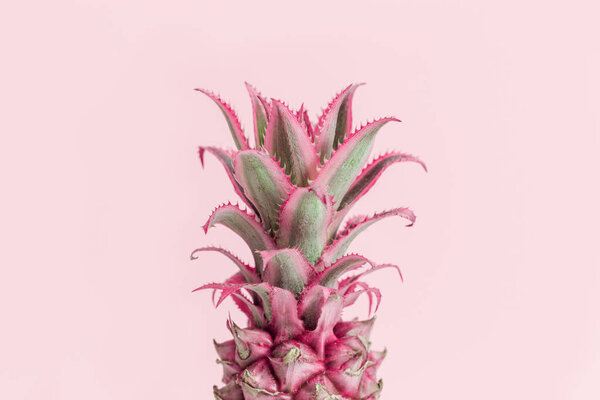 Карликовый декоративный ананас красный мини-цветок на розовом фоне и копировать пространство. Один тропический цветок на стебле