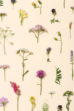 Değişik orman çimenleri ve çayır çiçekleri renkli botanik arka plan renkleri olarak kullanılıyor. Düz desenler doğal bitkiler, devedikeni, trifolium, bitki örtüsü ve Herakleum 'u oluşturdu. Üst görünüm çiçek bileşimi.