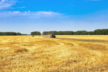 Sonbaharda hasat, buğday tarlaları, arazi yolunda traktör sürüşü. Hasat zamanı. Mavi gökyüzü ile kırsal manzara.