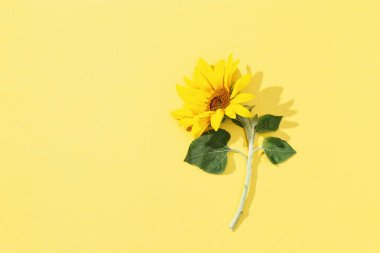 Fotokopi alanının olduğu kağıdın üzerinde çiçek açan sarı ayçiçeği. Yaz çiçekleriyle bembeyaz yatıyordu.