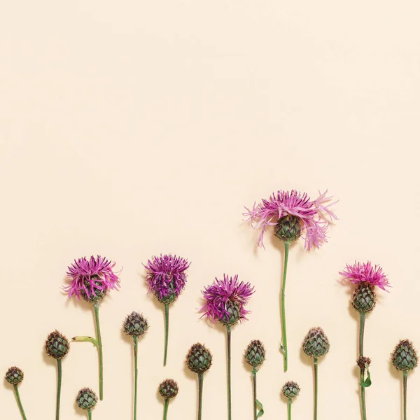 Orman Otları Çiçekler Dikeni Botanik Arka Plan Renklerinde Burdock Düz — Stok fotoğraf