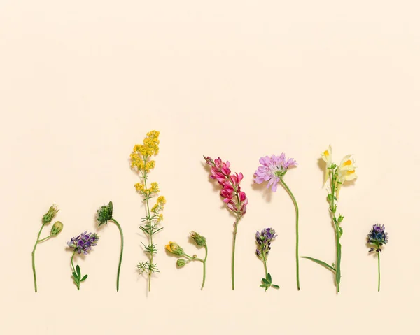 パステルベージュの背景に野生の花や草から自然な夏の組成物 フィールドと森林の開花と緑の計画 審美的な環境や自然概念 上からの眺め — ストック写真