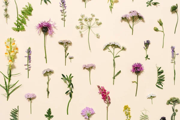 スタイリッシュな植物の背景パステルカラーとして様々な森林草や草原の花 フラットレイパターンは 自然植物のアザミ トリフォリウム プランタゴ ヘラクレウムを作った トップビューの花の組成 — ストック写真