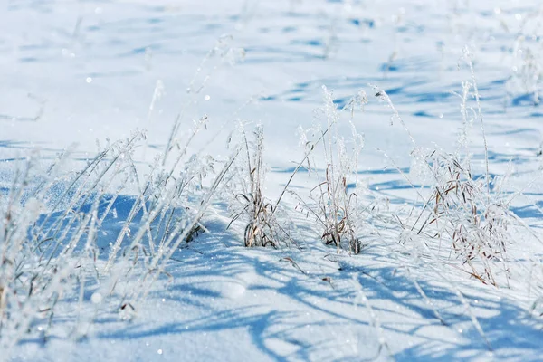 얼어붙은 식물은 겨울을 배경으로 뜨거운 들판의 있습니다 아름다운 자연환경 — 스톡 사진