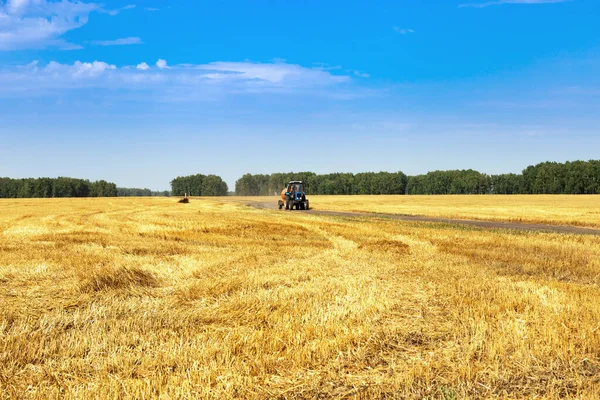 Sonbaharda hasat, buğday tarlaları, arazi yolunda traktör sürüşü. Hasat zamanı. Mavi gökyüzü ile kırsal manzara.