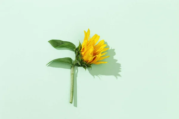Őszi Virág Napraforgó Menta Színű Háttér Természetes Világos Sárga Virág — Stock Fotó