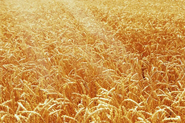 Zlaté Uši Pšenice Denní Světlo Pšeničné Pole Přírodě Koncept Bohaté — Stock fotografie