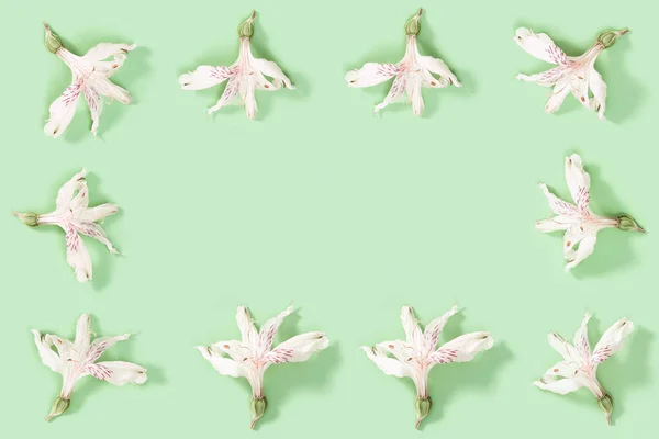 Virágos Dekoratív Keret Száraz Fehér Virágok Puha Zöld Természetes Virágos — Stock Fotó