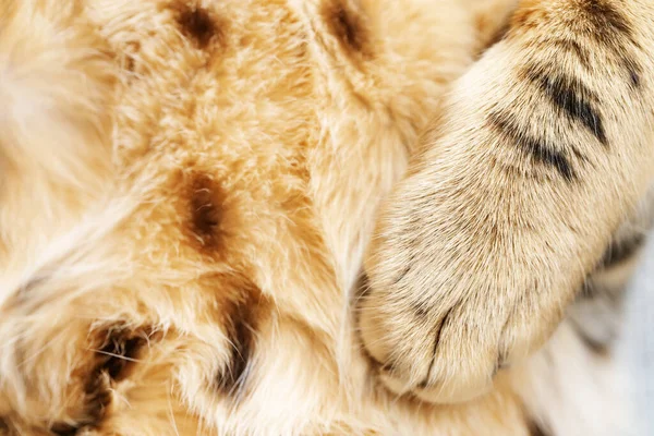 Weiche Und Flauschige Katzenpfote Aus Nächster Nähe Pfote Und Fell — Stockfoto