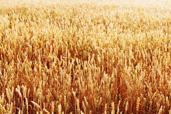 가을의 밭에서 발효시킨다 햇빛에 수확의 선택적 — 스톡 사진