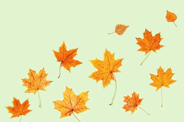 薄緑色の紙にカエデや白樺の美しい黄色の秋の葉 秋の背景 シーズンコンセプト 最上階だ — ストック写真
