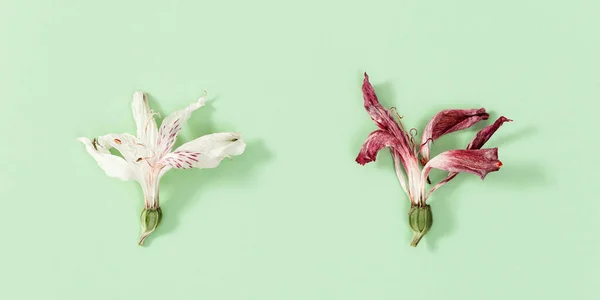 Finom Száraz Virágok Vörös Fehér Zárja Herbáriumot Minimális Virágos Háttér — Stock Fotó