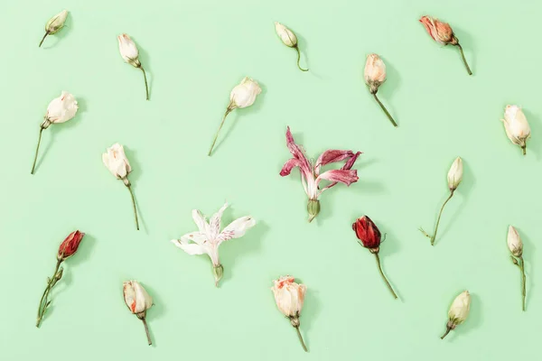 緑色のドライフラワー 葉や花弁のクローズアップ芽 自然の花の背景 パステルカラー トップビュー フラットレイ — ストック写真