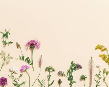 Asgari doğal çiçekli, kır çiçekli ve çimenli. Farklı çayır bitkilerinden ve tarla bitkilerinden botanik örnekleri. Üst manzara ve düz çiçekler.