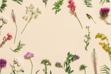 Doğal yaz çiçekleri, çayır bitkileri, yeşil çimenler, küçük yabani çiçekler, orman devedikeni çiçeği, fotokopi alanı olan soluk pembe kağıt arka planda eğreltiotu. Üst görünüm