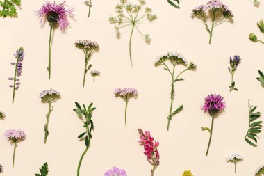 Üst manzara taze çayır çiçekleri ve soluk pembe arka planda çimenler. Yazlık bitkiler yaratıcı çiçek kompozisyonu ya da doğal desen olarak. Botanik düzlüğü.