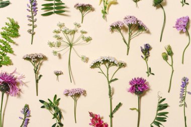 Üst manzara taze çayır çiçekleri ve soluk pembe arka planda çimenler. Yazlık bitkiler yaratıcı çiçek kompozisyonu ya da doğal desen olarak. Botanik düzlüğü.
