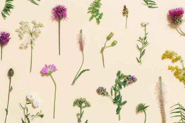 Üst Manzara Taze Çayır Çiçekleri Soluk Pembe Arka Planda Çimenler — Stok fotoğraf