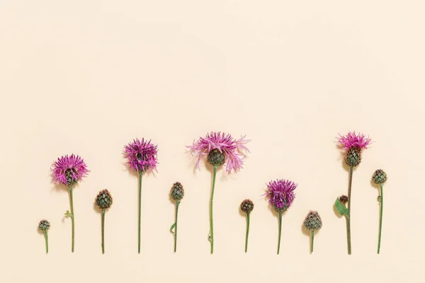 自然夏の野生の花のゴボウ 花の植物 淡いピンクの紙の背景に森のスリリングな花 花のパターン トップビュー 花のレイアウト — ストック写真