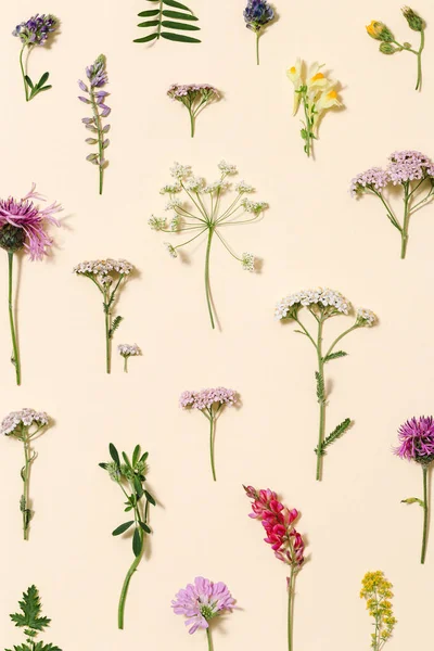 自然夏の野生の花 草原のハーブやフィールドの花の植物 緑の草 小さな野生の花 森のスリルの花 淡いピンクの紙の背景にシダ 花のパターン トップビュー 花のレイアウト — ストック写真